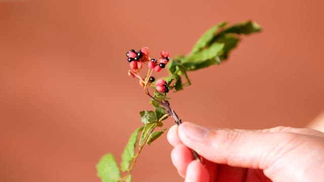 Korean pepper tree fruits and branches in vivid colors