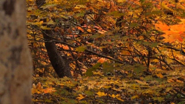 Colorful Autumn Trees in a Forest