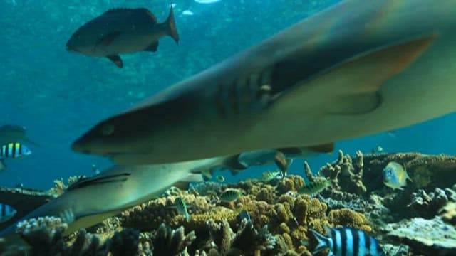 Sharks swimming through a vibrant coral reef