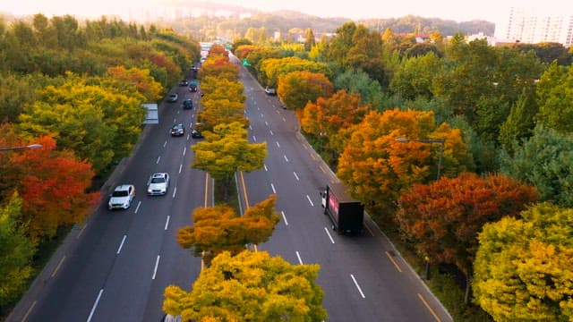 Straight Road Between Trees with Colorful Autumn Leaves