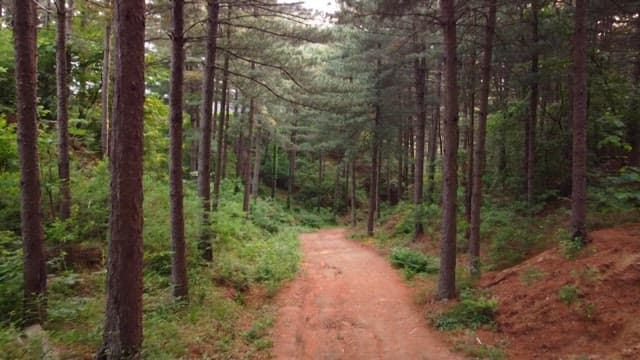 Serene Trail Through a Forest