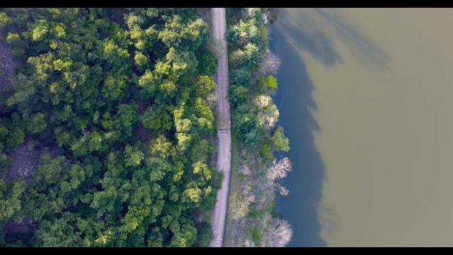 Serene forest road by a calm river