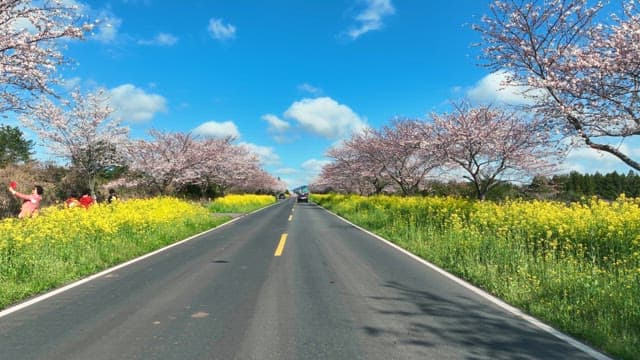 Scenic road lined with cherry blossoms