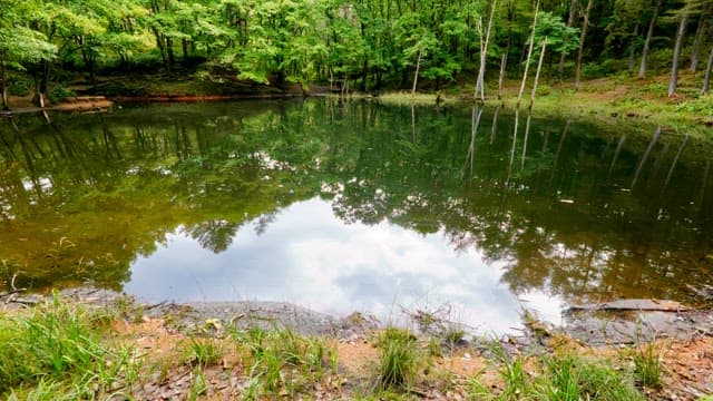 Tranquil Dorongi Pond surrounded by dense forest