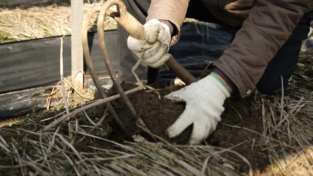Person holding a freshly harvested root vegetable