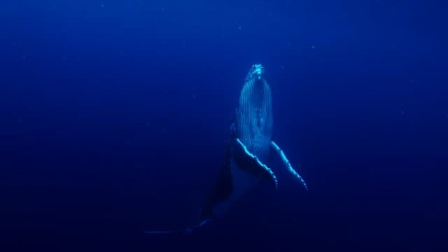 Giant humpback whale leaping out of the blue sea