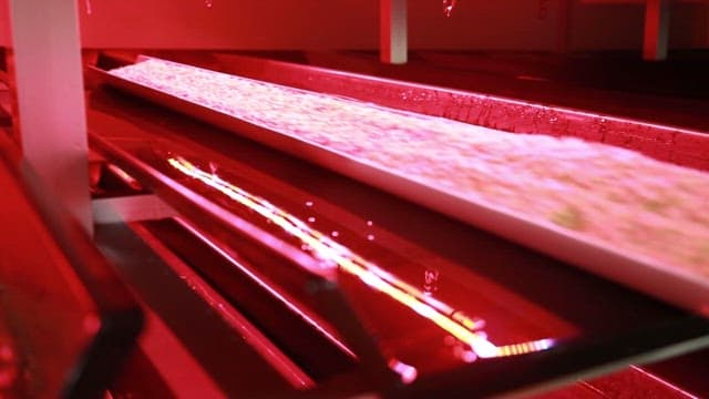 Barley germination farm with red LED lights