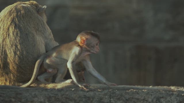 Baby Monkey Playing with Its Mother's Tail