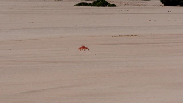 Solitary Crab Makes Its Way Across Sandy Expanse