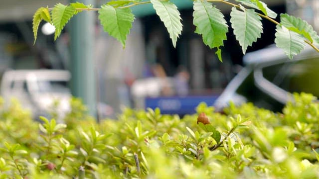 Green leaves and shrubs in everyday life