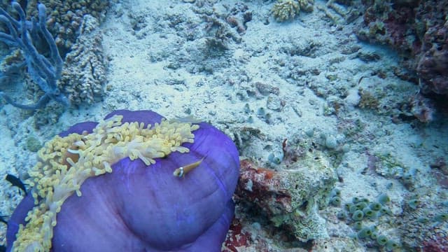 Clownfish swimming around a purple anemone