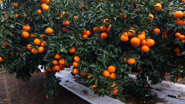 Tangerine trees with ripe fruits in orchard