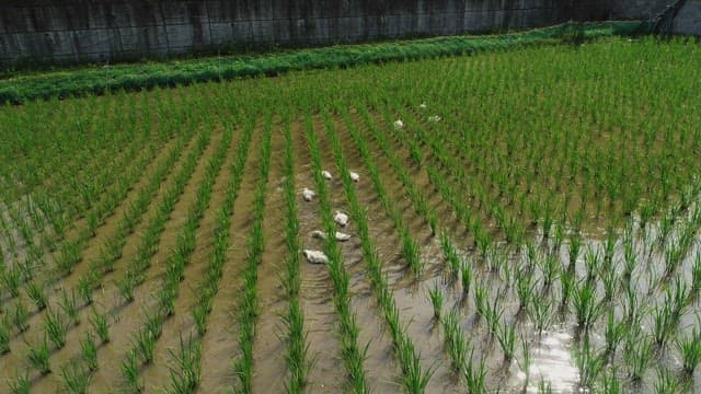 Ducks Looking for Food in Green Rice Fields