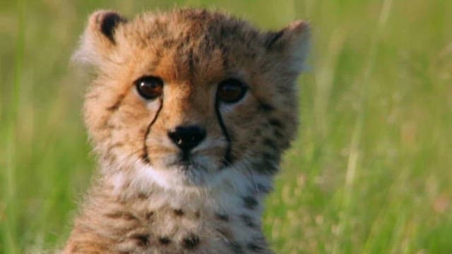 Cheetah Cub Hiding in Savannah Grass
