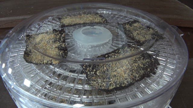 Laver chips being dried in a dehydrator