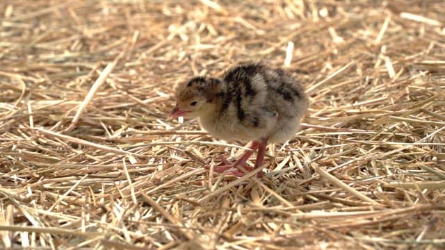 Baby chick resting on a field of straw
