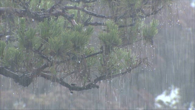 Raindrops falling on pine tree branches