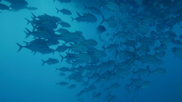 A school of fish swimming underwater
