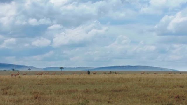 Antelopes Grazing on the African Savannah