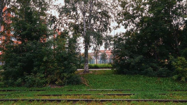 Tram running on rails in a lush green lawn