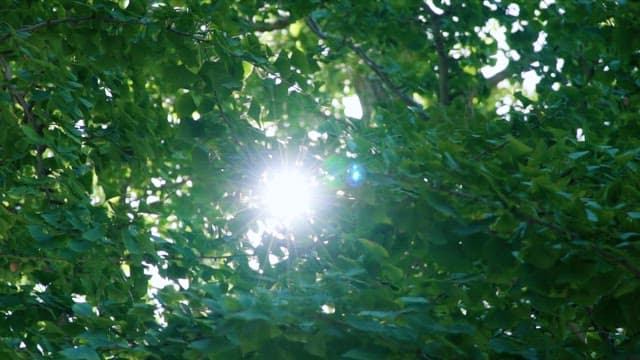 Sunlight Filtering through Dense Foliage