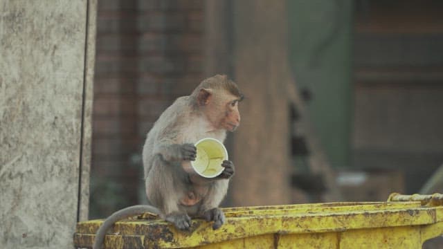 Monkey Sitting on a Yellow Dumpster while Holding a White Cup.