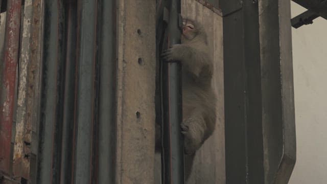 Monkey Climbing Down the Pipes of an Old Building