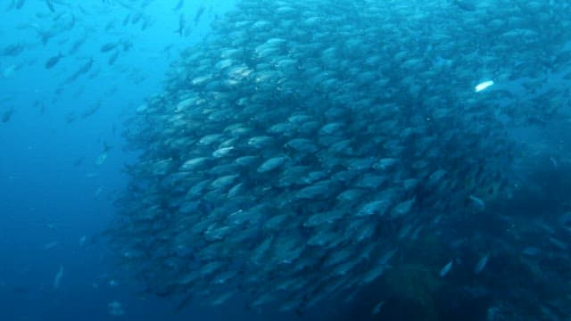 School of Fish Swimming in the Ocean