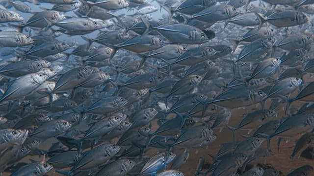 School of Horse Mackerel that Looks Like Silver Waves