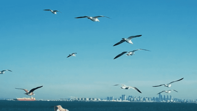 Seagulls Flying Against Clear Blue Sky