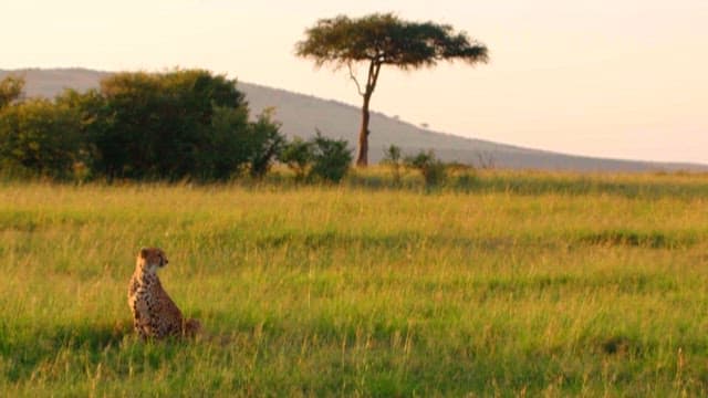 Cheetah Sitting in the Grasslands at Sunset