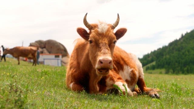 Cow resting on a grassy field