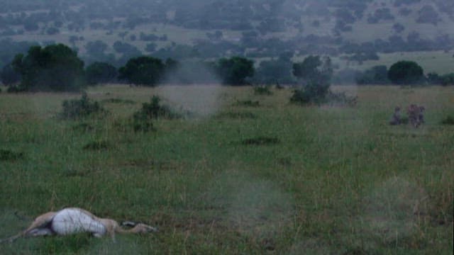 Predators with Cubs Near Their Prey