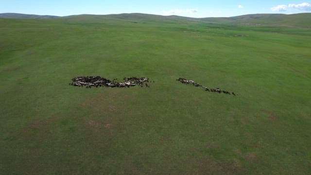 Herd in the Field with Vibrant Green Everywhere