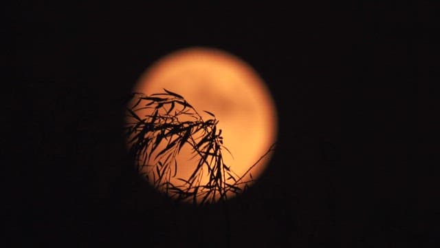 Full moon rising through silhouetted branches at night