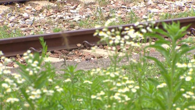 Wildflowers Blooming by Railway Tracks