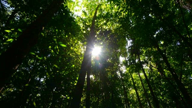 Sunlight Filtering Through Lush Forest Canopy