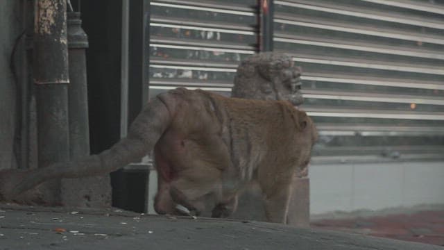 Lone Monkey Roaming the Streets by Closed Shops in the Early Evening