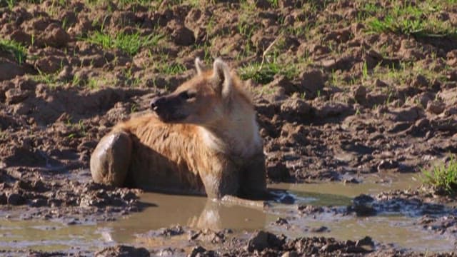 Hyenas Lounging and Walking in Mud Pool