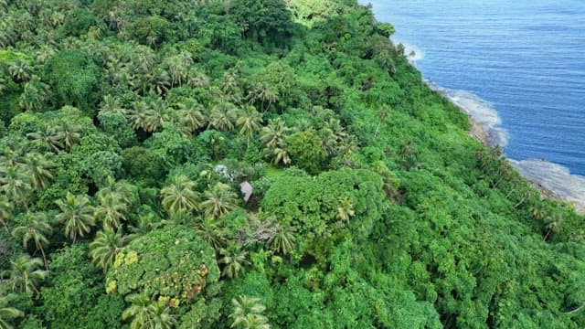 Huts in a dense forest along a coastal shoreline