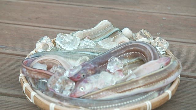 Fresh conger eels on ice in a basket