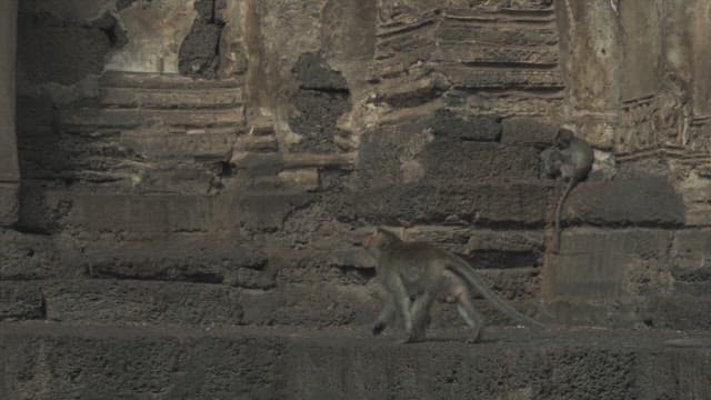 Monkey Jumping on a Stone Structure in Ancient Temple