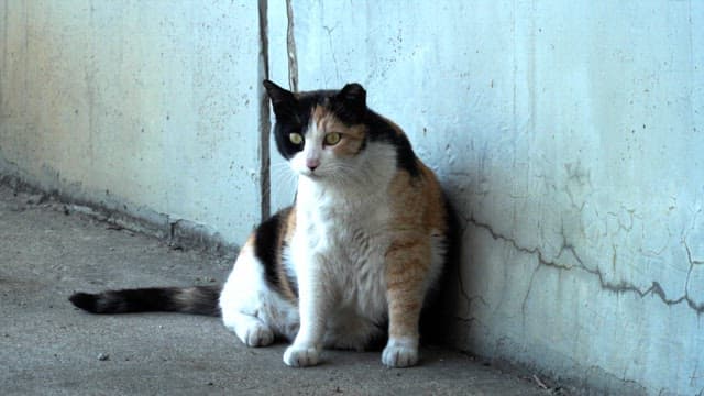 Tricolor cat resting against an old concrete wall