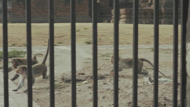 Monkeys Moving in Groups on the Ground