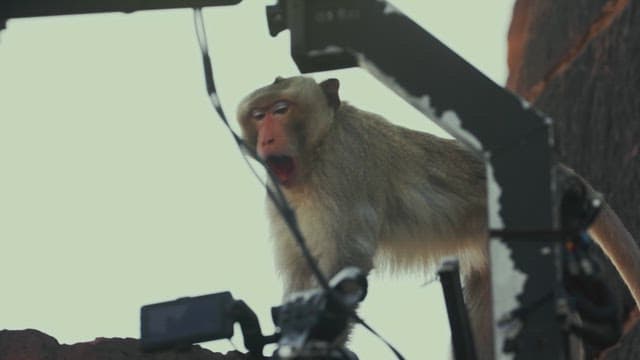 Monkey Yawning on a Structure