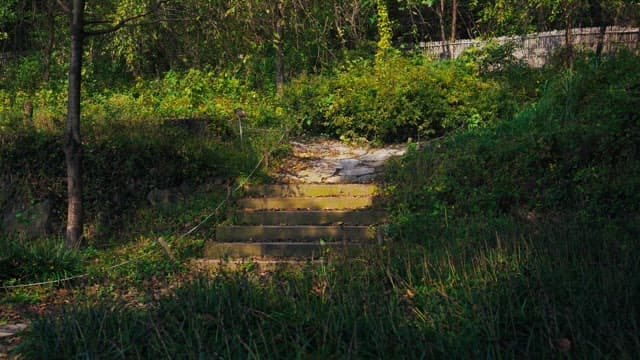 Stairs surrounded by green trees and greenery on a sunny day