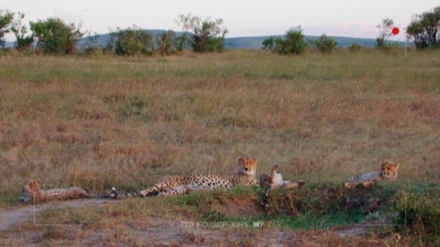 Cheetahs Resting in Grassland