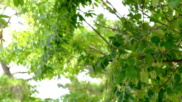 Leaves dancing in the gentle breeze