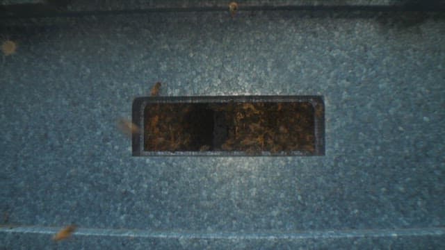 Close-up of the entrance to a hive with numerous bees