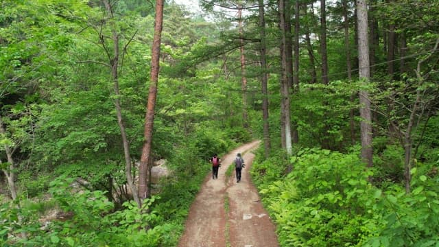 Hikers Walking on a Forest Path